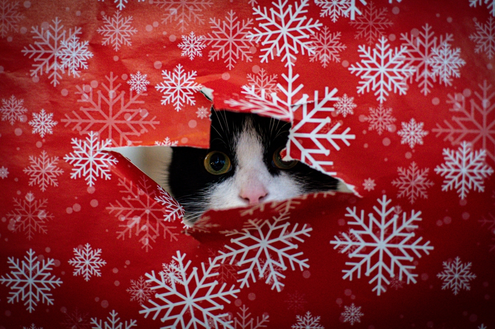 Kalėdinės fotosesijos idėja su dovanų popieriumi